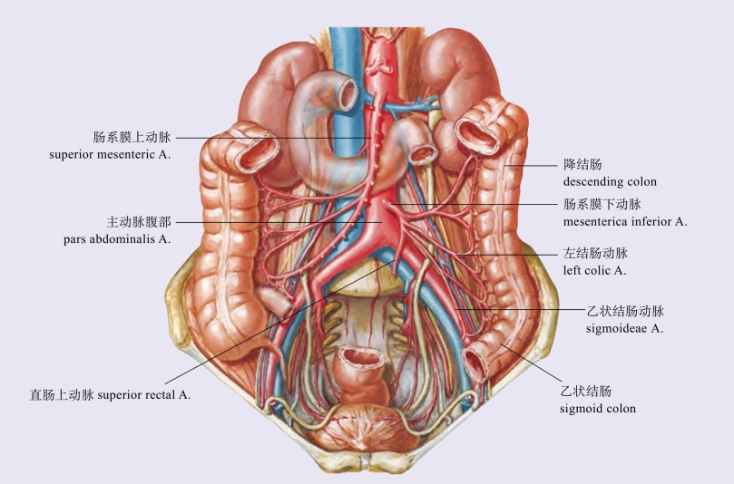 腹腔.jpg