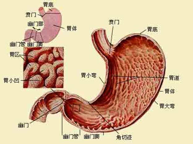 半夜胃疼怎么缓解
