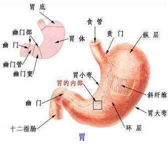 怎么样判断是否患慢性胃炎