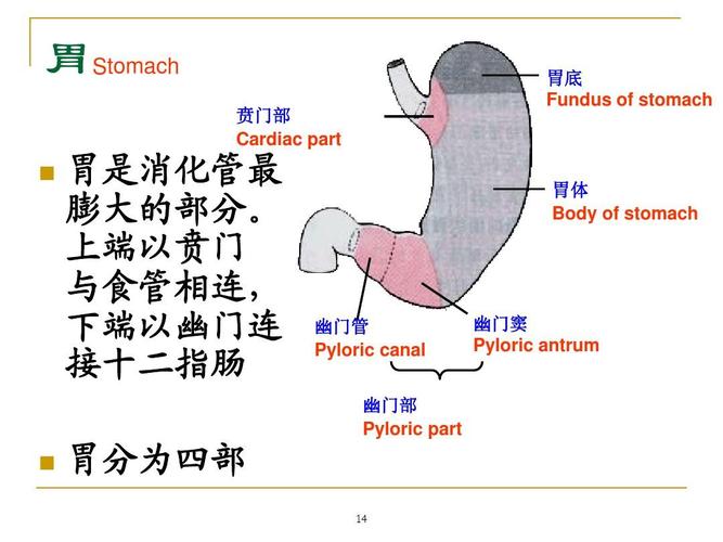 治疗浅表性胃炎有哪些好的方法_1
