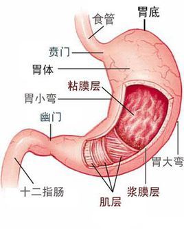 胆汁反流对患者有什么影响
